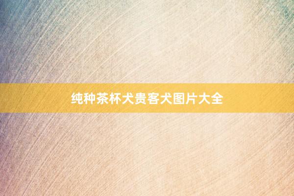纯种茶杯犬贵客犬图片大全